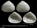 Mollusca (molluscs)