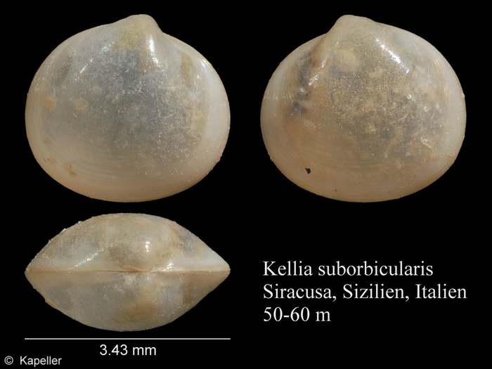 Kellia suborbicularis Kellia suborbicularis