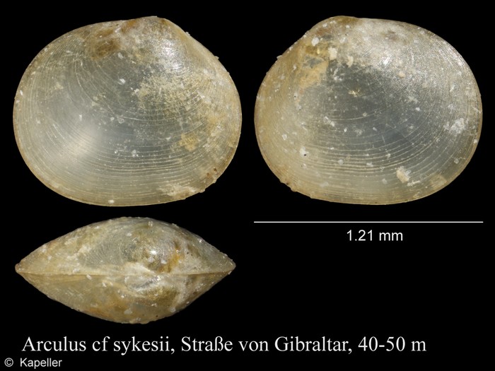 Arculus sykesii Arculus sykesii