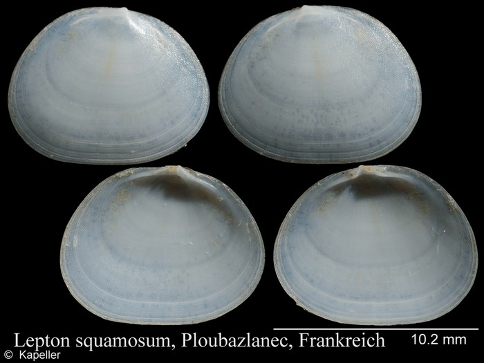 Lepton squamosum