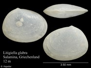 Litigiella glabra
