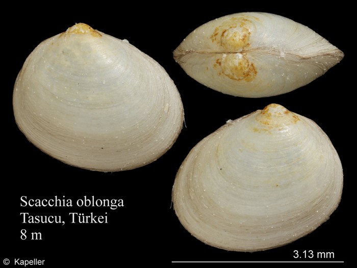 Scacchia oblonga