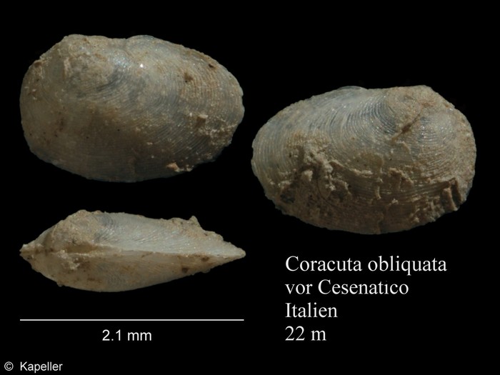 Coracuta obliquata Coracuta obliquata