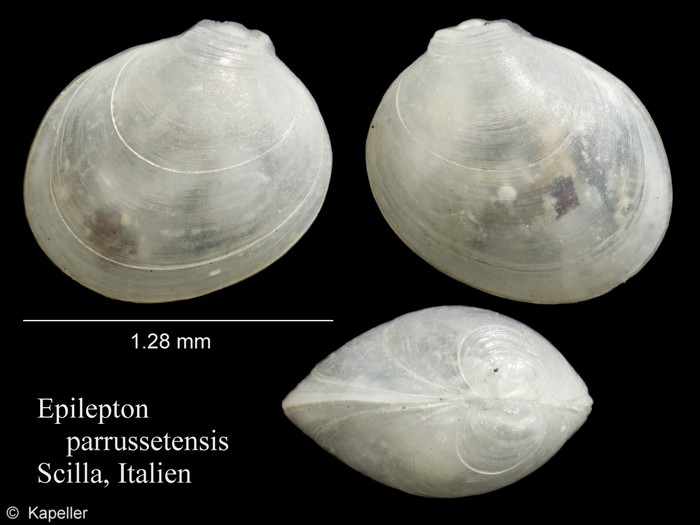 Epilepton parrussetensis Epilepton parrussetensis