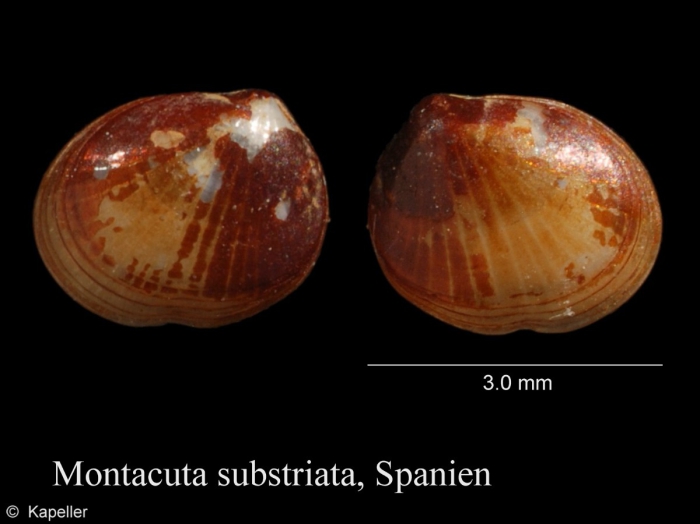 Montacuta substriata Montacuta substriata