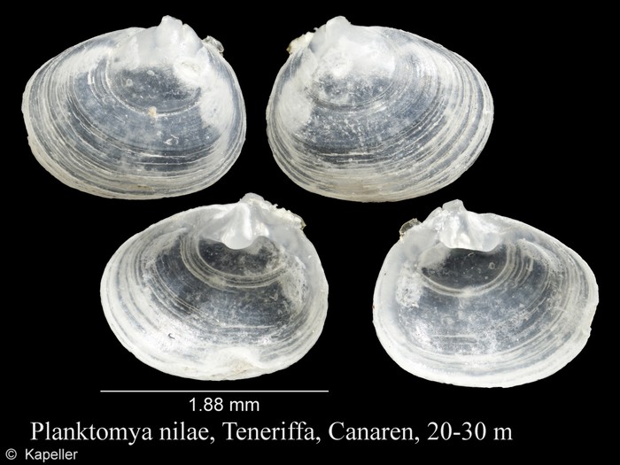 Planktomya nilae Planktomya nilae
