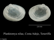 Planktomya nilae