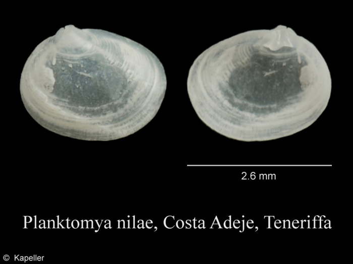 Planktomya nilae Planktomya nilae