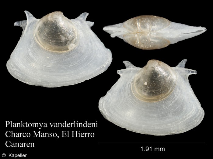 Planktomya vanderlindeni Planktomya vanderlindeni