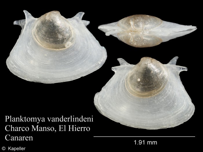 Planktomya vanderlindeni