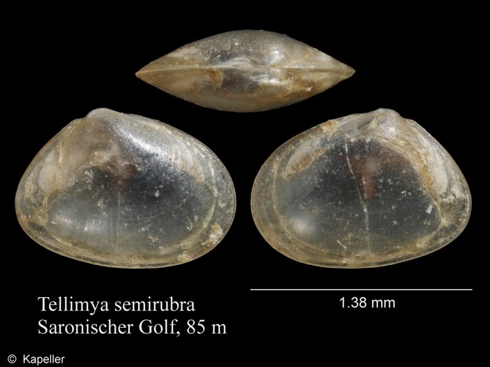 Tellimya semirubra Tellimya semirubra