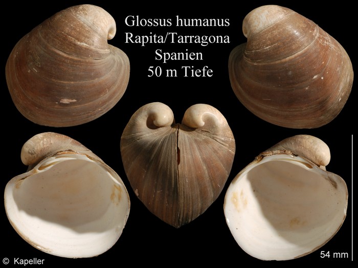 Glossus humanus