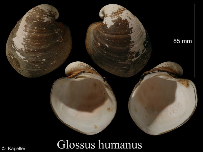 Glossus humanus Glossus humanus