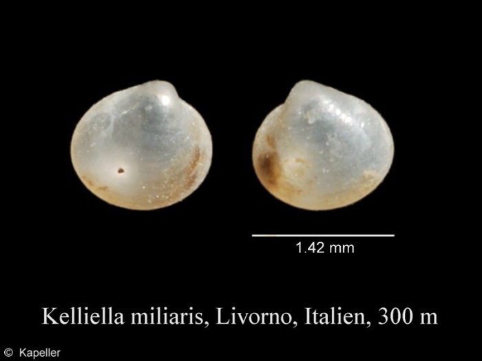 Kelliella miliaris Kelliella miliaris