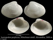 Isorropodon perplexus