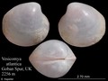 Mollusca (molluscs)