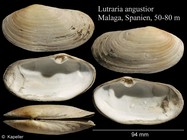 Lutraria angustior