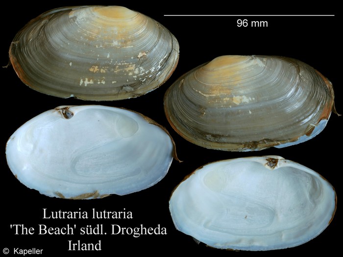 Lutraria lutraria