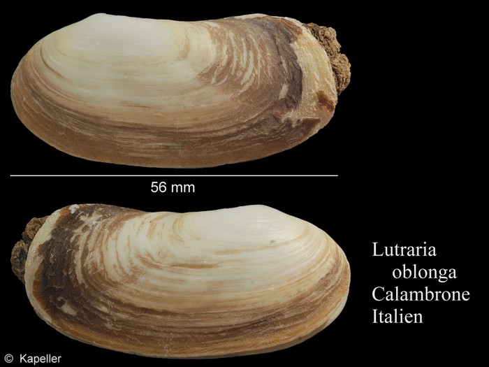 Lutraria oblonga