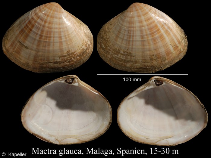 Mactra glauca