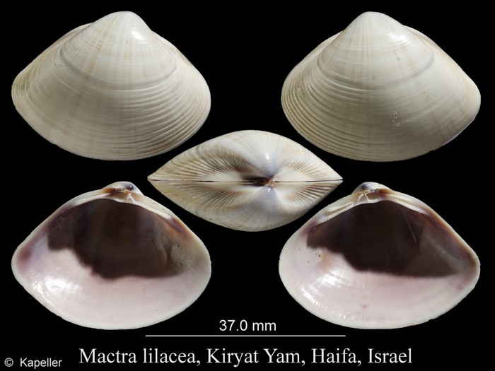 Mactra lilacea Mactra lilacea