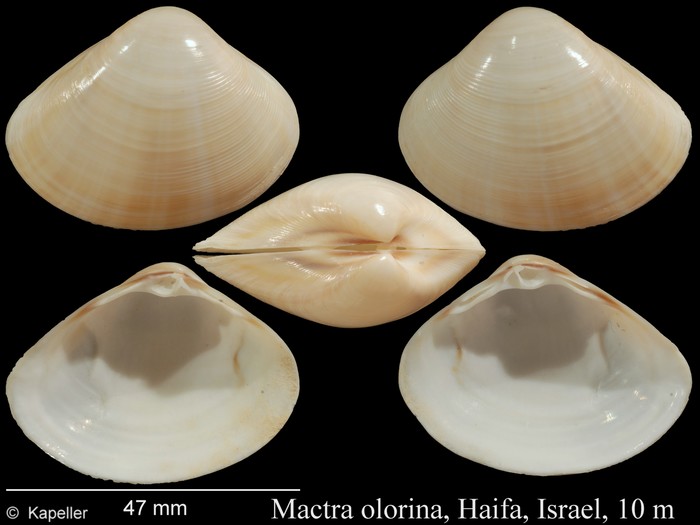 Mactra olorina