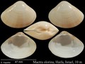 Mollusca (molluscs)