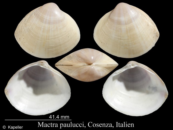 Mactra paulucci Mactra paulucci