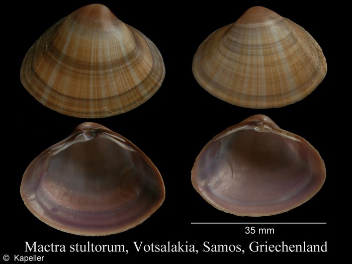 Mactra stultorum Mactra stultorum