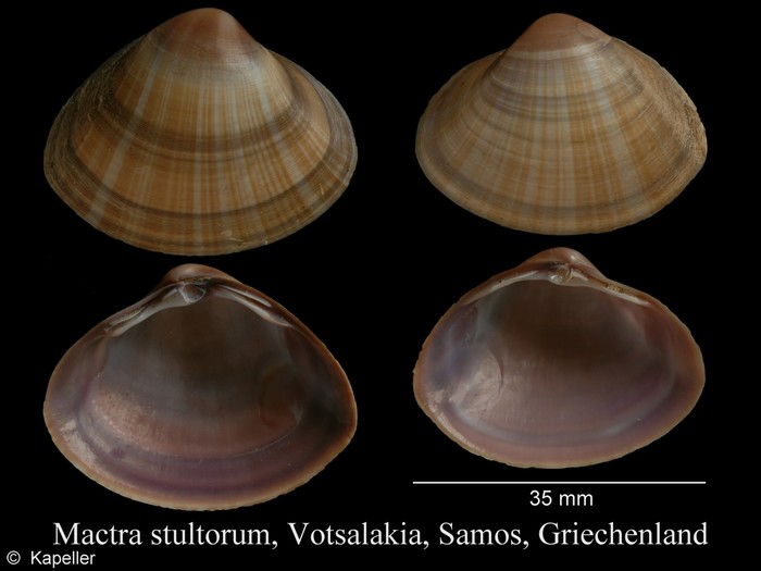 Mactra stultorum