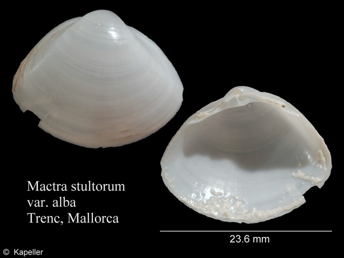 Mactra stultorum Mactra stultorum
