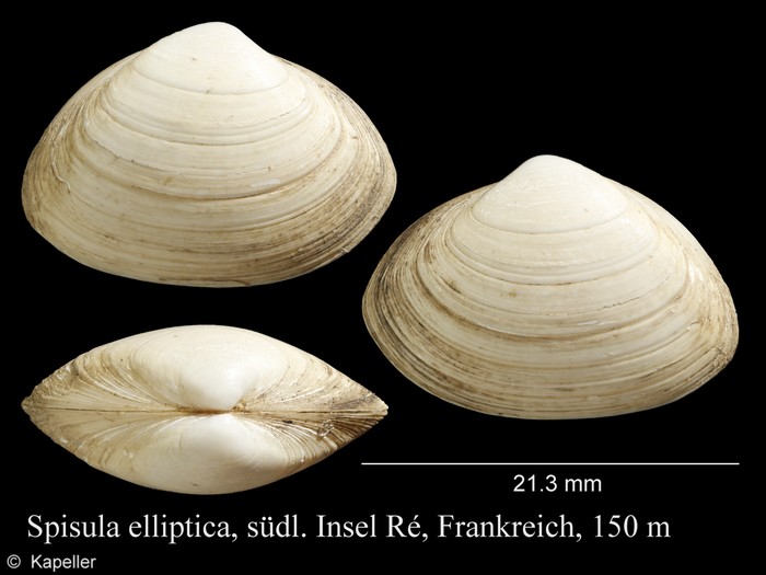 Spisula elliptica