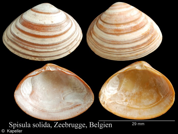Spisula solida Spisula solida