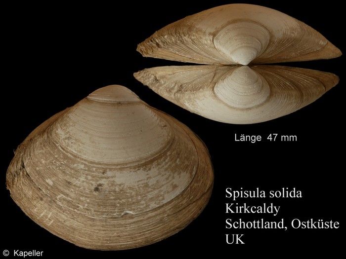 Spisula solida Spisula solida