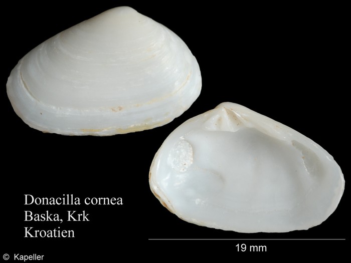 Donacilla cornea Donacilla cornea