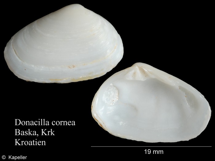 Donacilla cornea