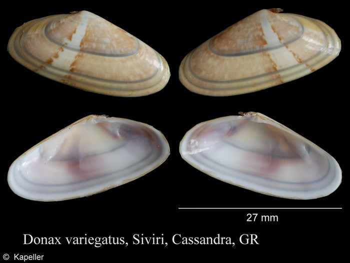 Donax variegatus