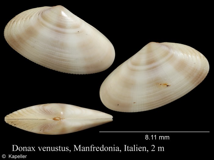 Donax venustus Donax venustus