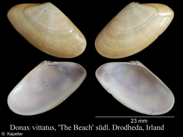 Donax vittatus