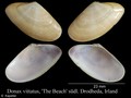 Mollusca (molluscs)