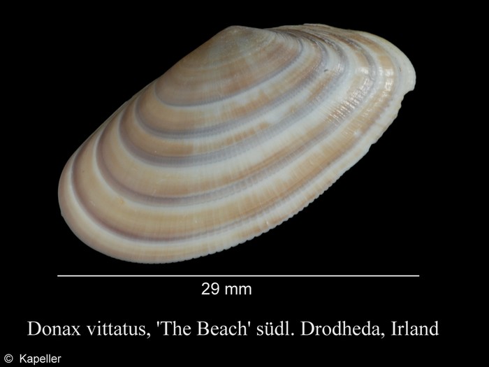 Donax vittatus