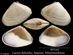 Latona deltoides