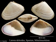 Latona deltoides