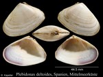 Plebidonax deltoides