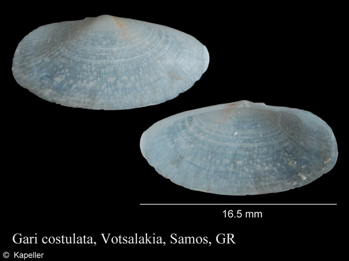 Gari costulata Gari costulata
