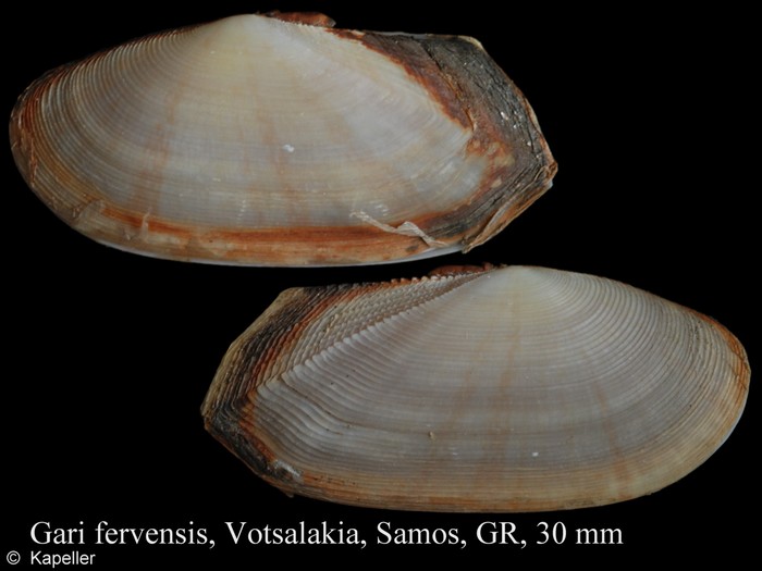 Gari fervensis Gari fervensis