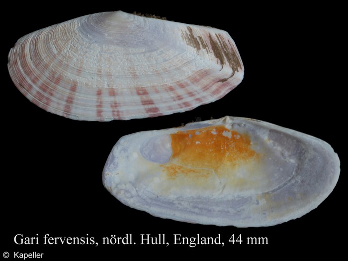 Gari fervensis Gari fervensis