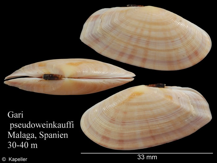 Gari pseudoweinkauffi Gari pseudoweinkauffi