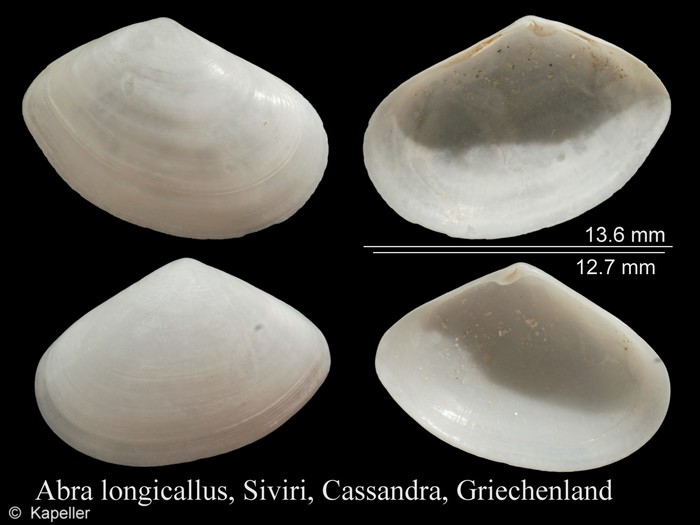 Abra longicallus Abra longicallus