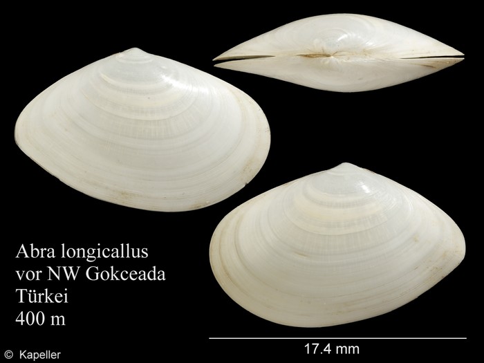 Abra longicallus Abra longicallus